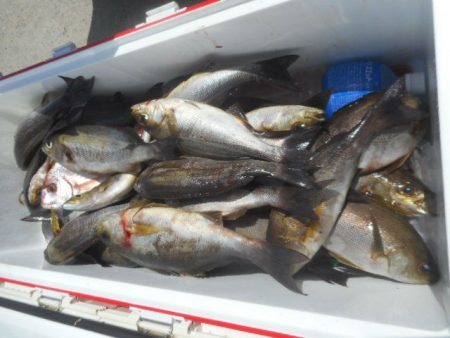 大進丸（愛知） 釣果