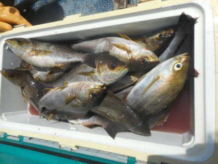 大進丸（愛知） 釣果