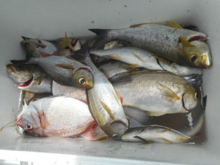 大進丸（愛知） 釣果