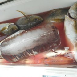 大進丸（愛知） 釣果