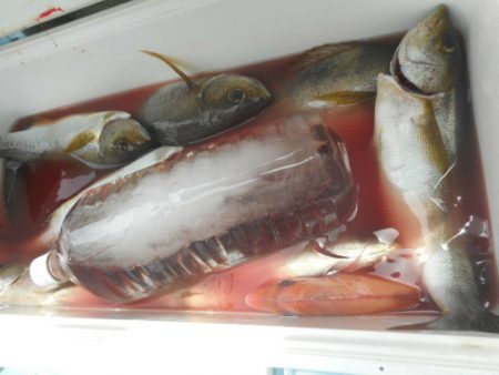 大進丸（愛知） 釣果