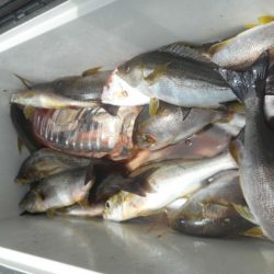 大進丸（愛知） 釣果