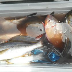 大進丸（愛知） 釣果