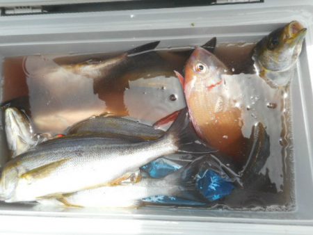 大進丸（愛知） 釣果