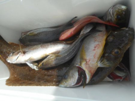 大進丸（愛知） 釣果