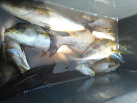 大進丸（愛知） 釣果