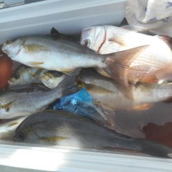 大進丸（愛知） 釣果