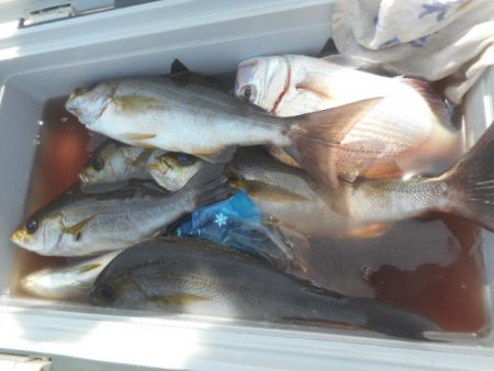 大進丸（愛知） 釣果