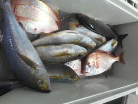 大進丸（愛知） 釣果