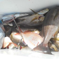 大進丸（愛知） 釣果