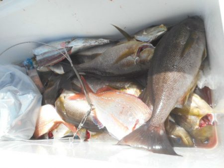 大進丸（愛知） 釣果