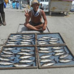 大進丸（愛知） 釣果