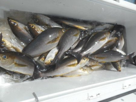 大進丸（愛知） 釣果