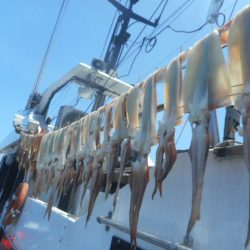 大進丸(愛知) 釣果