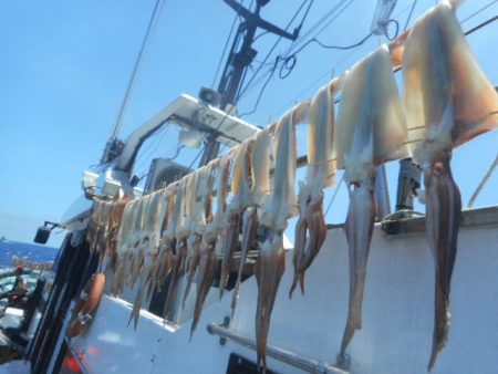 大進丸(愛知) 釣果