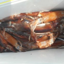 大進丸(愛知) 釣果