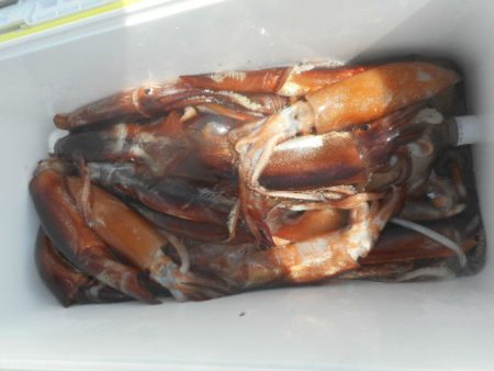 大進丸(愛知) 釣果