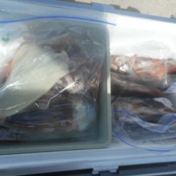 大進丸(愛知) 釣果