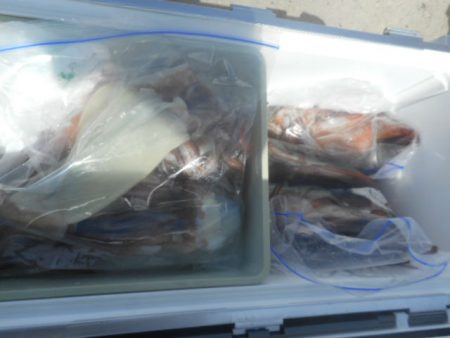 大進丸(愛知) 釣果