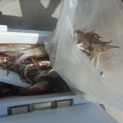 大進丸(愛知) 釣果