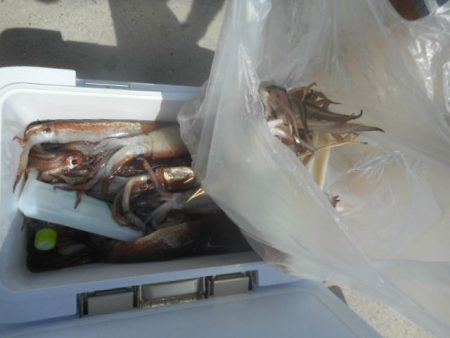 大進丸(愛知) 釣果