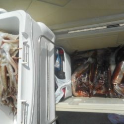 大進丸(愛知) 釣果