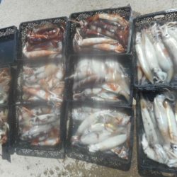 大進丸(愛知) 釣果