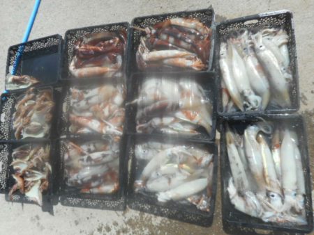 大進丸(愛知) 釣果