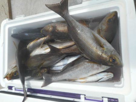 大進丸（愛知） 釣果