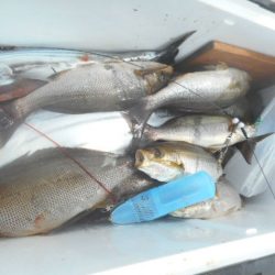 大進丸（愛知） 釣果