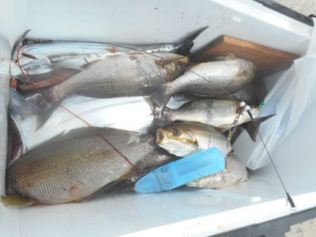 大進丸（愛知） 釣果