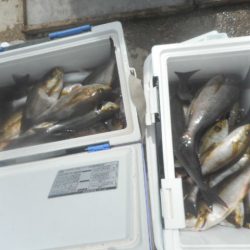 大進丸（愛知） 釣果