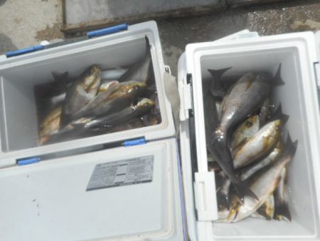 大進丸（愛知） 釣果