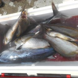 大進丸（愛知） 釣果