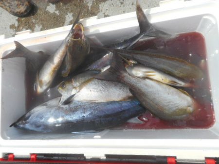 大進丸（愛知） 釣果