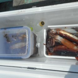 大進丸（愛知） 釣果