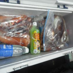 大進丸（愛知） 釣果