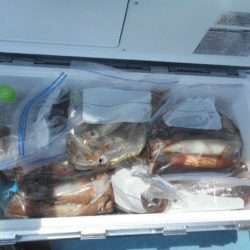 大進丸（愛知） 釣果