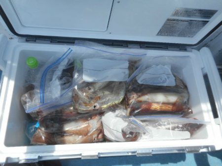 大進丸（愛知） 釣果