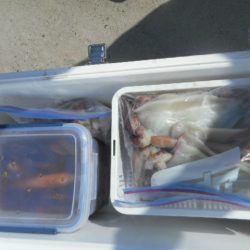 大進丸（愛知） 釣果