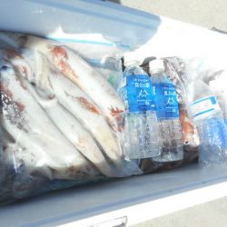 大進丸（愛知） 釣果