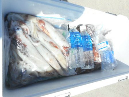 大進丸（愛知） 釣果