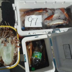 大進丸（愛知） 釣果