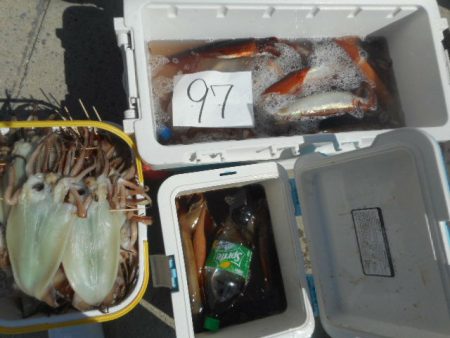 大進丸（愛知） 釣果