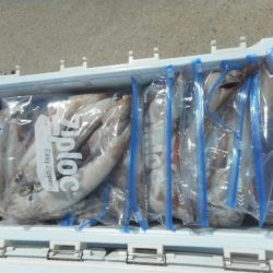 大進丸（愛知） 釣果