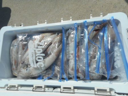 大進丸（愛知） 釣果