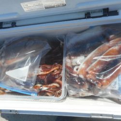 大進丸（愛知） 釣果