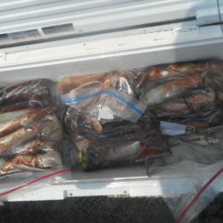 大進丸（愛知） 釣果