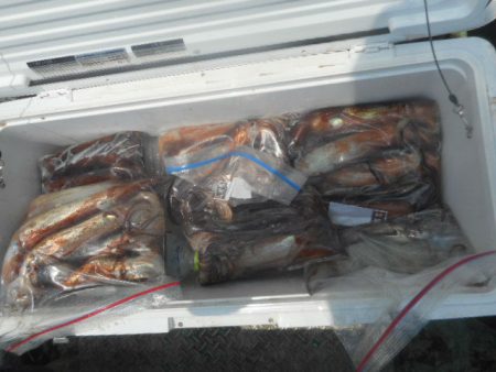 大進丸（愛知） 釣果