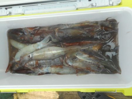 大進丸（愛知） 釣果